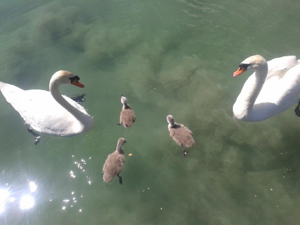 Strandpension Liane Sankt Kanzian am Klopeiner See Bagian luar foto